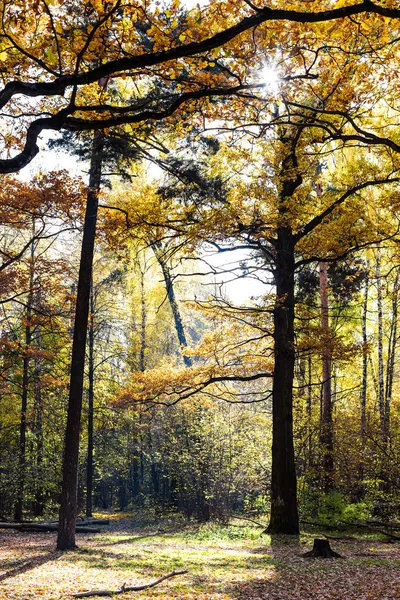 Carvalhos Prado Floresta Iluminada Pelo Sol Parque Cidade Dia Ensolarado — Fotografia de Stock