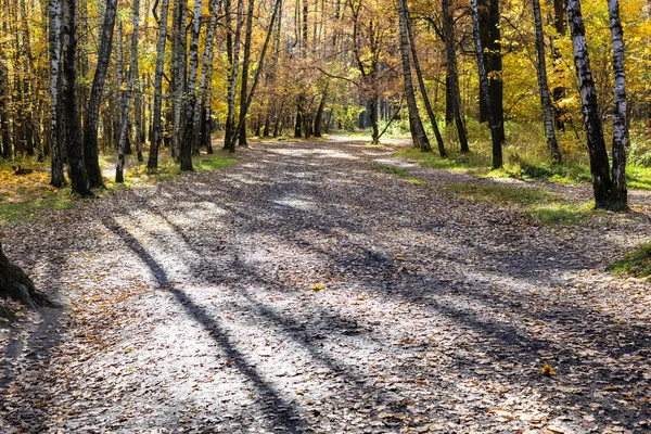 Verschmutzte Straße Mit Umgefallenen Blättern Sonnigem Herbsttag Wald Des Stadtparks — Stockfoto