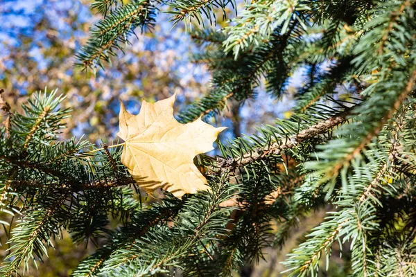 Single Fallen Maple Leaf Needles Spruce Tree Close Sunny Autumn — Stock Photo, Image