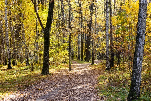 Caminho Coberto Com Folhas Caídas Floresta Parque Cidade Dia Ensolarado — Fotografia de Stock