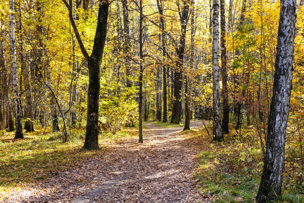 footpath covered with fallen leaves in forest of city park on sunny autumn day