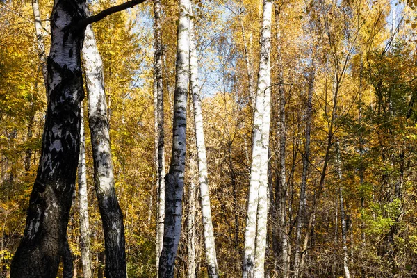 秋天阳光明媚的日子里 城市公园里被阳光照亮的老桦树林 — 图库照片