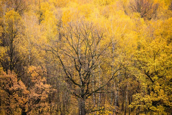 Shora Pohled Holý Černý Dub Obklopený Bujnou Žlutou Listoví Stromů — Stock fotografie