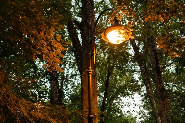 City Lantern Illuminates Tree Leaves City Park Summer Dusk — Stock Photo, Image