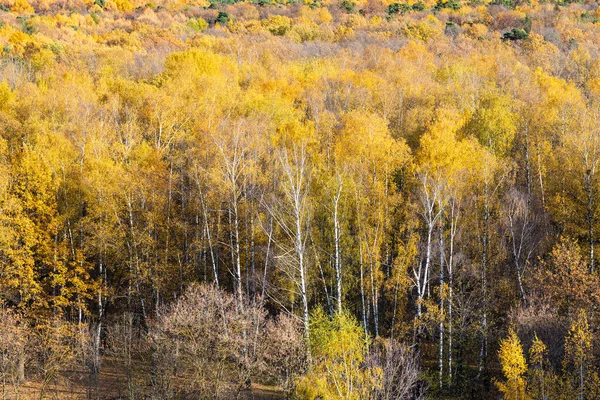 Vista Superior Del Abedul Amarillo Colorido Bosque Otoñal Iluminado Por —  Fotos de Stock