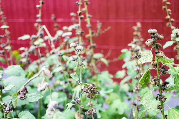 Impianto Hollyhocks Essiccato Vicino Aiuola Nel Cortile Della Città Autunno — Foto Stock