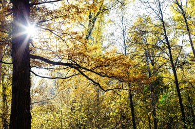 Güneşin aydınlattığı kahverengi meşe dalları ve güneşli bir sonbahar gününde şehir parkının sonbahar ormanlarında arka planda sarı ağaçlar.