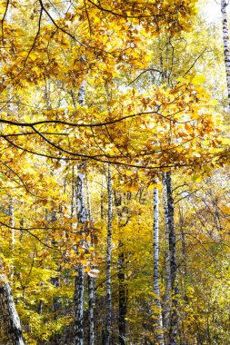 Sonbahar parkında, güneşli bir sonbahar gününde arka planda meşe yaprakları ve huş ağaçları.