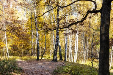 Çıplak meşe ağacı ve huş ağacı arka planda güneşli bir sonbahar gününde şehir parkında tepede.