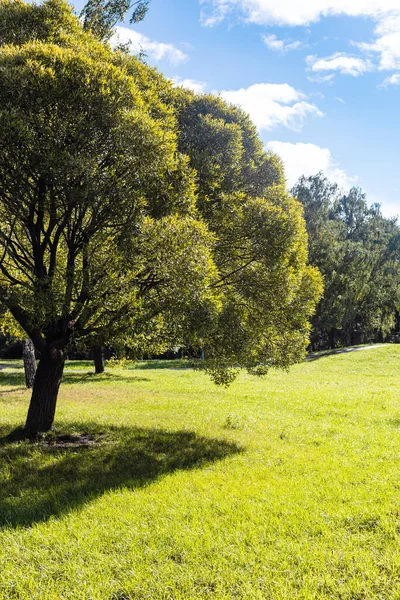 Árbol Verde Césped Verde Parque Ciudad Septiembre Soleado Día Después — Foto de Stock