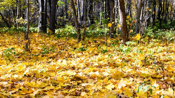 Vista Panoramica Della Superficie Del Prato Coperto Foglie Gialle Cadute — Foto Stock