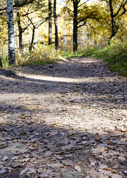 Surface Footpath Covered Fallen Leaves City Park Sunny Autumn Day — Stock Photo, Image