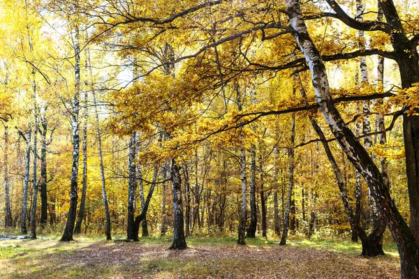 Branche Chêne Avec Feuilles Jaunes Bouleau Pré Arrière Plan Dans — Photo