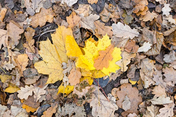 Ovanifrån Fallna Gula Lönnlöv Torkade Bruna Eklöv Ängen Skogen Stadsparken — Stockfoto