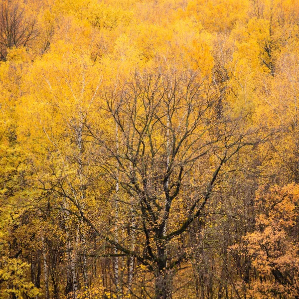 View Old Black Oak Tree Surrounded Lush Yellow Leaves Trees — Stock Photo, Image