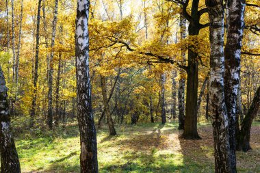 Güneşli bir sonbahar gününde şehir parkının sonbahar ormanındaki çayır manzarası