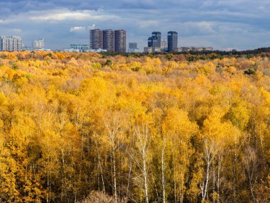 Güneşle aydınlatılan sarı orman, ufuktaki modern gökdelenler ve yağmurdan önceki sonbahar gününde gökyüzünde koyu gri yağmur bulutları.