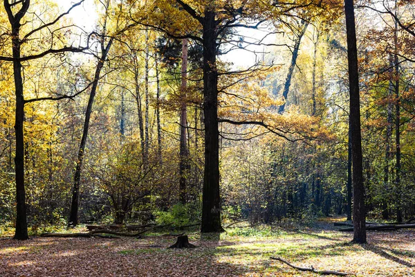Dęby Łące Jesiennym Lesie Parku Miejskiego Słoneczny Jesienny Dzień — Zdjęcie stockowe