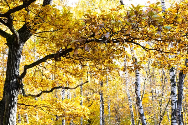 Quercia Con Fogliame Giallo Betulle Sullo Sfondo Nella Foresta Autunnale — Foto Stock