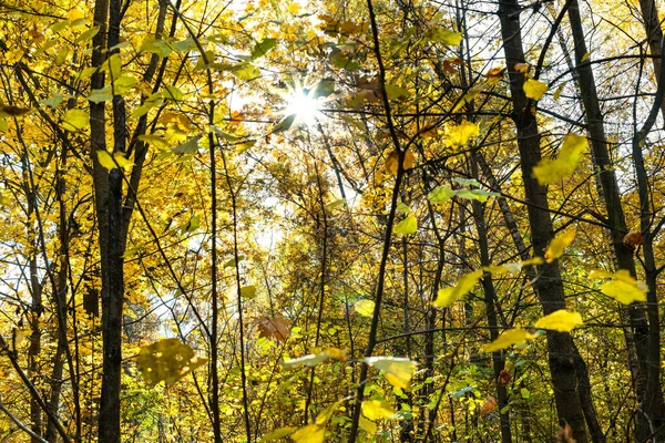 Słońce Świeci Przez Żółte Liście Drzew Jesiennym Lesie Parku Miejskiego — Zdjęcie stockowe