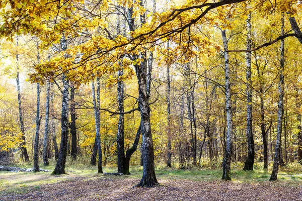 Branche Chêne Avec Feuillage Jaune Bouleau Pré Arrière Plan Dans — Photo