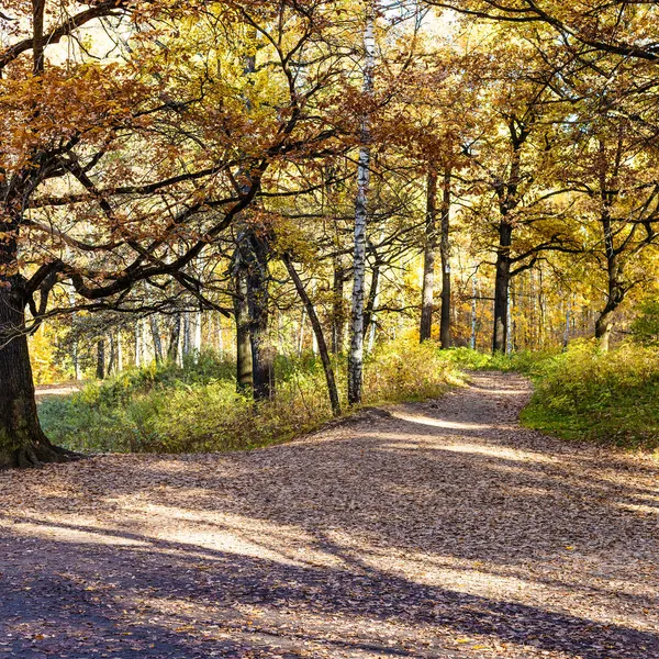 Eichenzweige Über Mit Braunem Laub Bedecktem Fußweg Stadtpark Sonnigem Herbsttag — Stockfoto