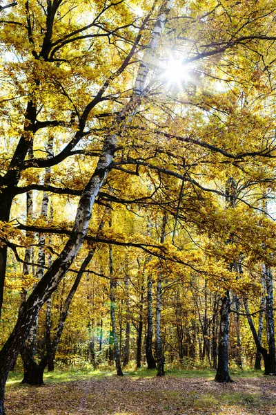 秋天阳光明媚的城市公园秋林草地上的橡木黄叶和桦树林中闪烁着阳光 — 图库照片