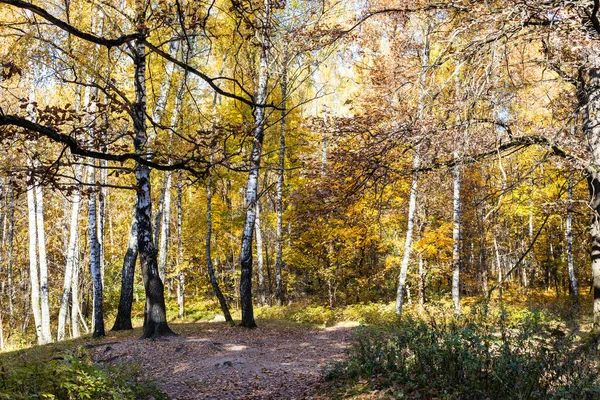 阳光明媚的秋日 城市公园山上的橡木树枝和桦树林 — 图库照片