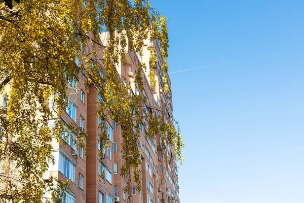 Bottom View Yellow Twigs Birch Trees High Rise Brick Apartment — Stock Photo, Image