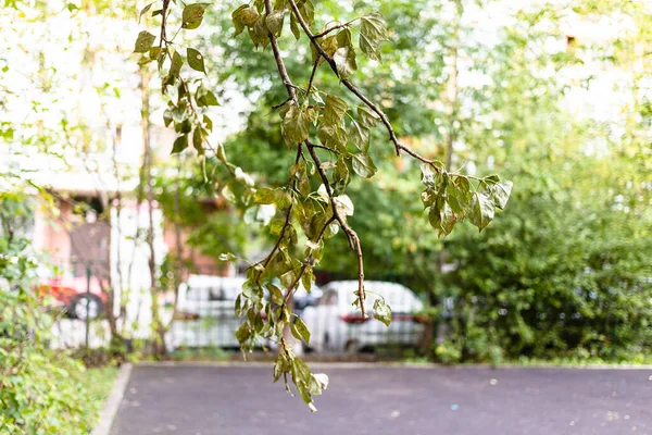 在城市庭院的树枝上晒干病叶 集中在树枝上 — 图库照片