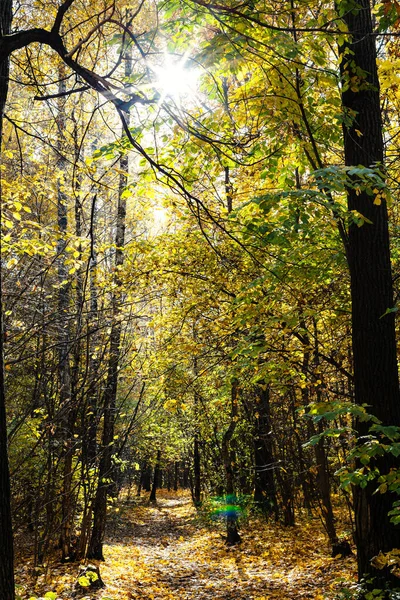 Солнце Светит Сквозь Ветку Деревьев Тропинке Покрытой Опавшими Листьями Лесу — стоковое фото