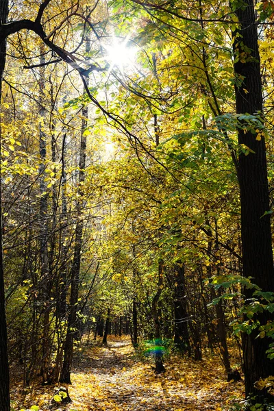 Sun Shines Tree Branch Path Covered Fallen Leaves Forest City — Stock Photo, Image