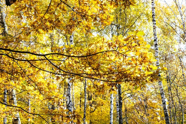 Tölgyfa Sárga Lombozat Nyírfa Háttérben Ősszel Erdő Városi Park Napsütéses — Stock Fotó