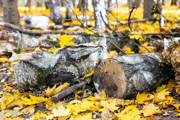 倒れた黄色のカエデの葉に白樺の幹が見える秋の晴れた日に市公園の秋の森の中で — ストック写真