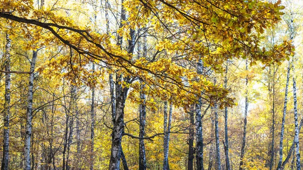 Panorámás Kilátás Tölgyfa Sárga Lombozat Nyírfa Liget Háttérben Ősszel Erdő — Stock Fotó