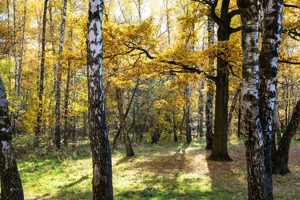 Güneşli Bir Sonbahar Gününde Şehir Parkının Sonbahar Ormanındaki Çayır Manzarası — Stok fotoğraf