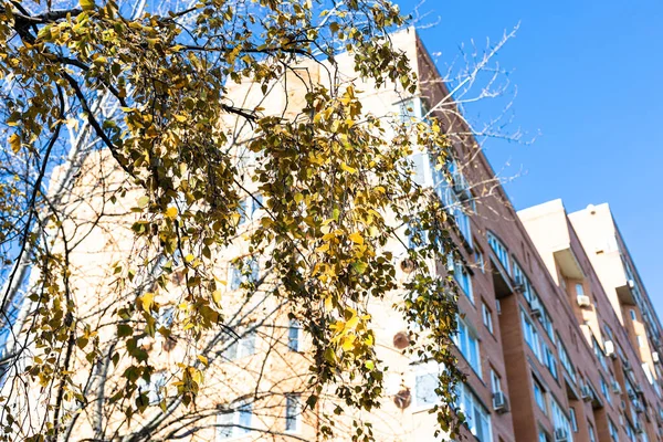 Blick Von Unten Auf Gelbe Birkenzweige Und Hochhaus Mehrfamilienhaus Hintergrund — Stockfoto