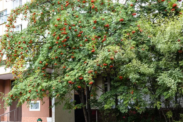 夏日的傍晚 在城市居民楼旁边 有一棵大树苗 枝头长满了成熟的浆果 — 图库照片