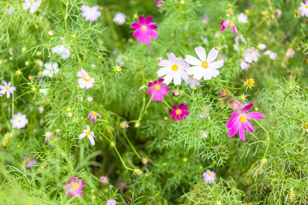 Bahçe Kozmosunun Üst Manzarası Yazın Alacakaranlıkta Çiçek Bahçesine Kapanıyor — Stok fotoğraf