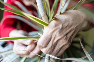 Draacaena ev bitkisini tamir eden yaşlı bir kadının elleri.