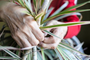 Yaşlı kadının elleri ev bitkisinin bagajını sıkıca bağlıyor.