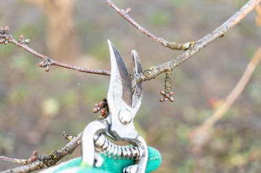 Mezhepçilerle kiraz dalı budamak kır bahçesine yakın.