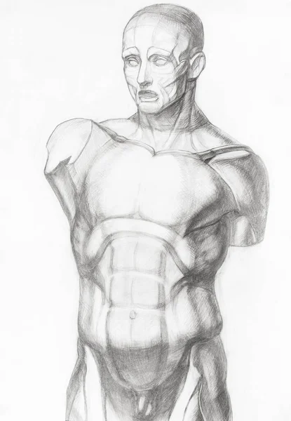 Aratomical Ecorche Male Torso Managed Graphite Pencil White Paper — 스톡 사진