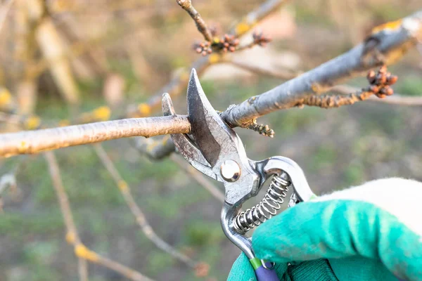 Tăiere Crenguță Pomi Fructiferi Secatori Închide Grădină Țară Seara Însorită — Fotografie, imagine de stoc