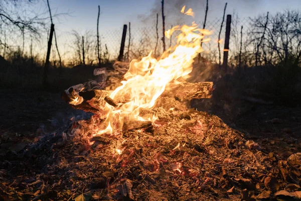 Quemaduras Fuego Los Troncos Madera Ceniza Caliente Jardín Atardecer — Foto de Stock