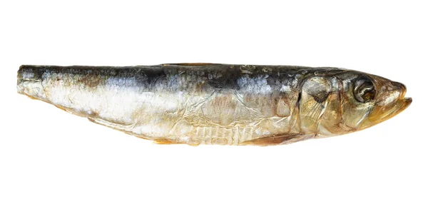 Cooked Fish Single Smoked Pacific Sardine Isolated White Background — Zdjęcie stockowe