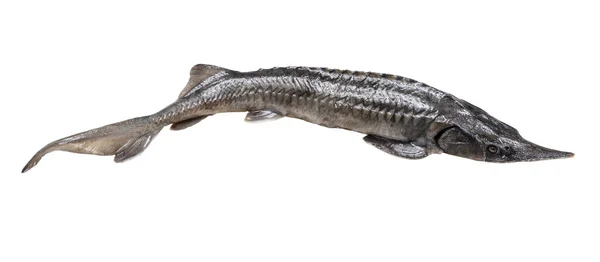 Вигнута Свіжа Осетрова Риба Ізольована Білому Тлі — стокове фото