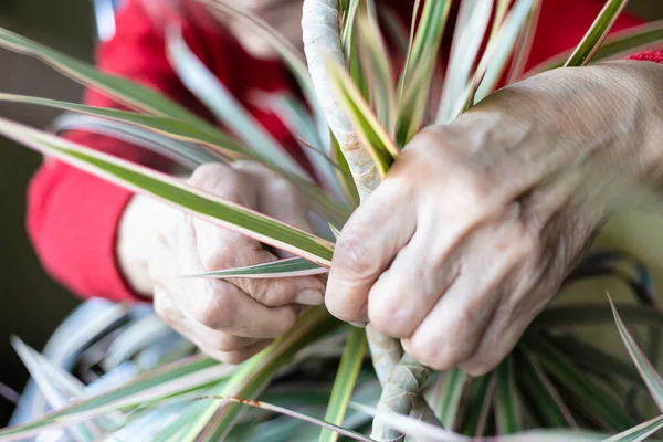 Hands Aged Woman Tying Trunk Dracaena Houseplant Close — Stockfoto