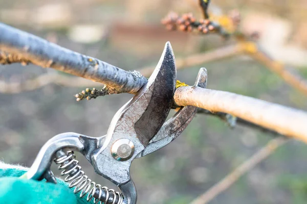 Pruning Cherry Branch Hand Pruner Close Country Garden — Fotografia de Stock