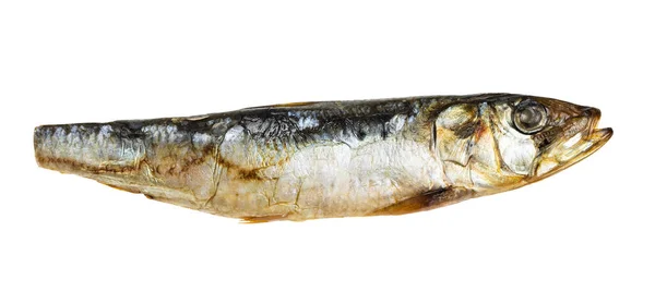 Single Smoked Pacific Pilchard Fish Isolated White Background — Zdjęcie stockowe